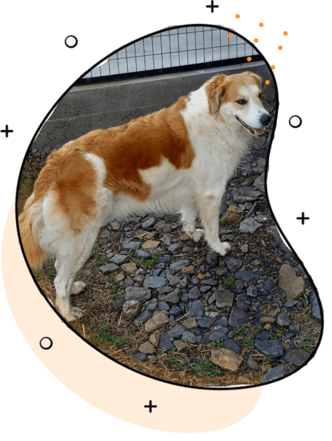 Dog in circle short term kennel and emergency kennel